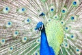 Pavo cristatus, peacock taken head on Royalty Free Stock Photo