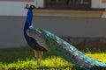 Pavo