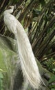 Pavo real albino Royalty Free Stock Photo