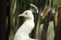 Pavo real albino Royalty Free Stock Photo