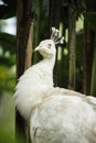 Pavo real albino Royalty Free Stock Photo