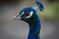 Pavo real. Blue Turkey Royalty Free Stock Photo
