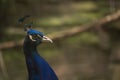 Pavo real peacock