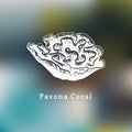 Pavona coral vector illustration.Drawing of sea polyp on blurred background.