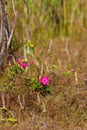 Pavonia rigida bokeh dry tree