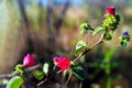 Pavonia rigida flowe and blur tree