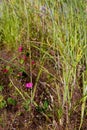 Pavonia rigida in forest grass