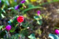 Pavonia rigida and green background