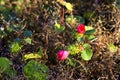 Pavonia rigida. Malvaceae. flower blooming