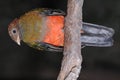 Pavonine Quetzal standing on a branch