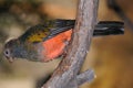 Pavonine Quetzal standing on a branch