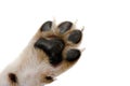 Paw