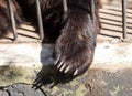 Paw of a bear behind a metal fence at the zoo