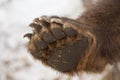 Paw brown bear