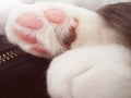 Closeup of a cat's fluffy paw