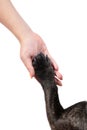 Paw of dog in female hand Royalty Free Stock Photo