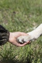 Paw of dog in hand of boy. Friendship between human and animal, friends, shaking hand and paw. Helping homeless animals Royalty Free Stock Photo