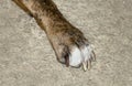 Paw of a dog on a light carpet close up