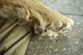 Paw dog. Pet paw pads. Animal Details Royalty Free Stock Photo