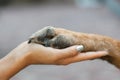 Paw in female hand Royalty Free Stock Photo