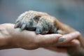 Paw in female hand Royalty Free Stock Photo