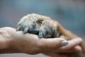 Paw in female hand Royalty Free Stock Photo