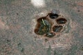 Paw foot print