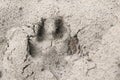 Paw footprint of dog or wolf on sand close Royalty Free Stock Photo