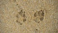 Dog footprints in the sand Royalty Free Stock Photo