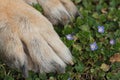 Paw German Shepherd dog on the grass Royalty Free Stock Photo