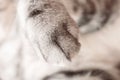Paw of a gray cat close-up. Cute picture.