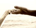 Paw in hand (18) Royalty Free Stock Photo