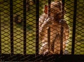 Paw Hand of monkey with fingers holding the chain-link fence of the cage. Represents the lack of freedom Royalty Free Stock Photo