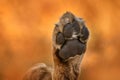 Paw hoof of lion leg foot. Africa wildlife, Cute lion cub with mother, African danger animal, Panthera leo, Khwai river, Botswana Royalty Free Stock Photo