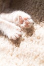 Paw from a kitten. Royalty Free Stock Photo