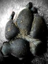 Paw Royalty Free Stock Photo