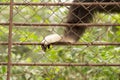 Paw monkey in a cage at the zoo Royalty Free Stock Photo