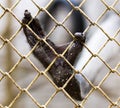 Paw monkey in a cage in the zoo Royalty Free Stock Photo