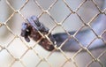 Paw monkey in a cage in the zoo Royalty Free Stock Photo