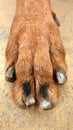 Paw