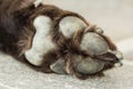 Paw of an old brown Labrador Retriever Royalty Free Stock Photo