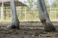 Paw of ostrich standing on the ground Royalty Free Stock Photo