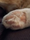 Paw picture Royalty Free Stock Photo