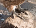 Paw predatory birds on the tree