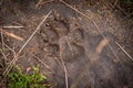 A paw print of a bear in the wild in Yellowstone National Park in the United States