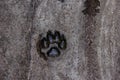 Paw print