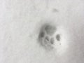 Snow print