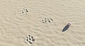 Paw Print Sand and Egg Royalty Free Stock Photo