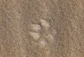 Paw Print in Sand