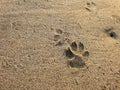 Paw print on the white sand beach